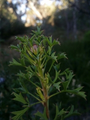 Isopogon dubius
