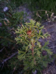 Isopogon dubius