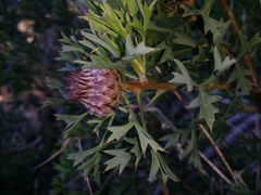 Isopogon dubius