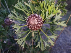 Isopogon dubius