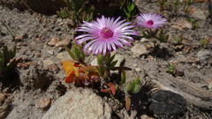 Drosanthemum striatum