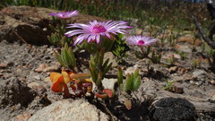 Drosanthemum striatum