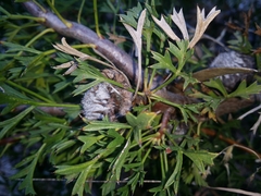 Isopogon dubius