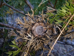 Isopogon dubius