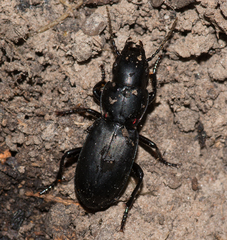 Secatophus australis