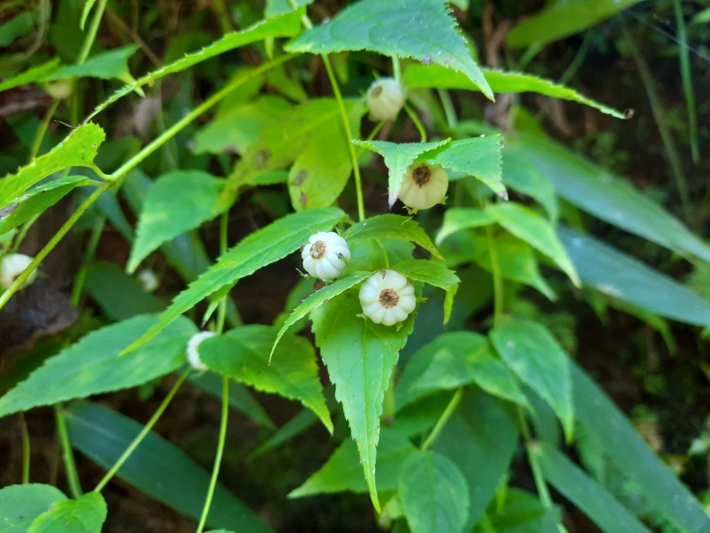 Cyclocodon parviflorus (Cyclocodon parviflorus)