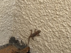 Hemidactylus robustus