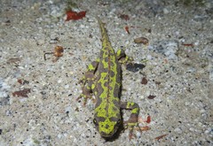 Triturus marmoratus