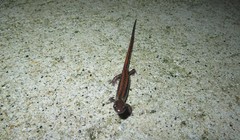 Chioglossa lusitanica
