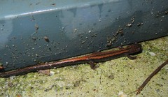 Chioglossa lusitanica