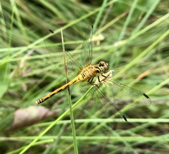 Sympetrum parvulum