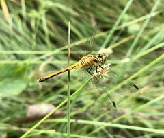 Sympetrum parvulum