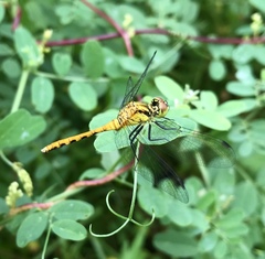 Sympetrum parvulum