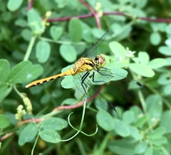 Sympetrum parvulum