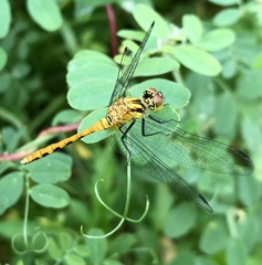 Sympetrum parvulum