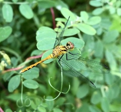 Sympetrum parvulum