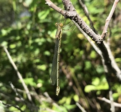 Lestes temporalis