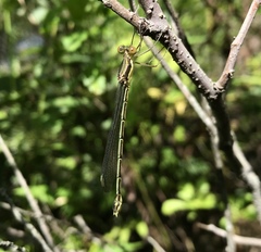 Lestes temporalis