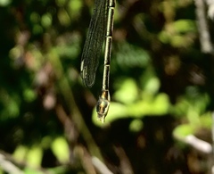Lestes temporalis