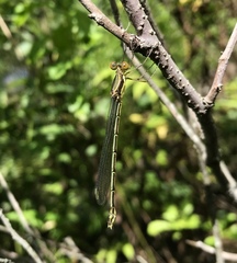 Lestes temporalis