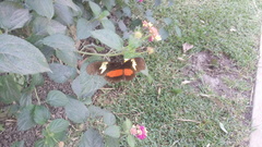 Heliconius hortense
