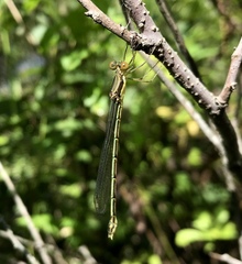 Lestes temporalis