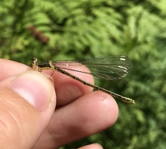 Lestes temporalis