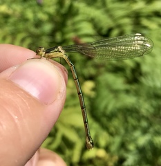 Lestes temporalis