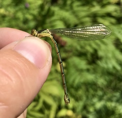 Lestes temporalis