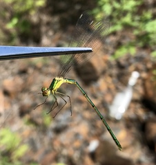 Lestes temporalis