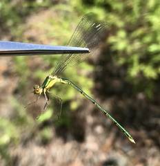 Lestes temporalis