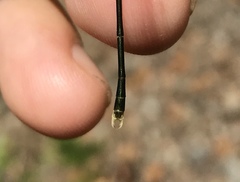 Lestes temporalis