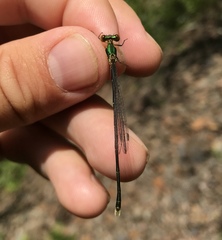 Lestes temporalis