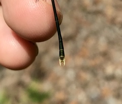 Lestes temporalis