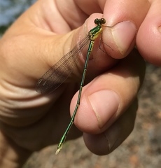 Lestes temporalis