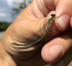 Lestes temporalis