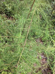 Eupatorium compositifolium