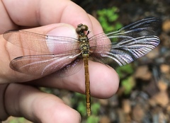 Sympetrum risi risi