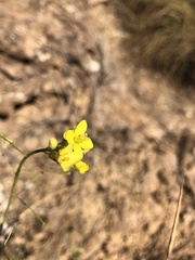 Diplotaxis harra lagascana