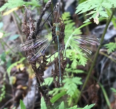 Lestes temporalis