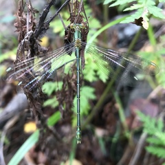 Lestes temporalis