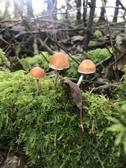 Hypholoma marginatum