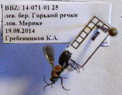Arachnotheutes rufithorax