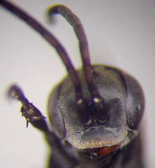 Arachnotheutes rufithorax