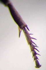 Arachnotheutes rufithorax