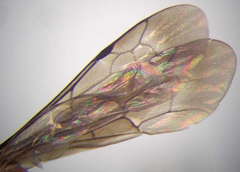 Arachnotheutes rufithorax