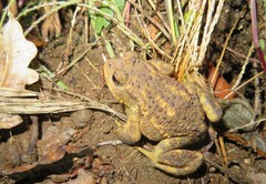 Bufo spinosus
