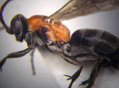 Arachnotheutes rufithorax