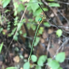 Lestes temporalis