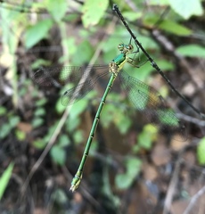 Lestes temporalis